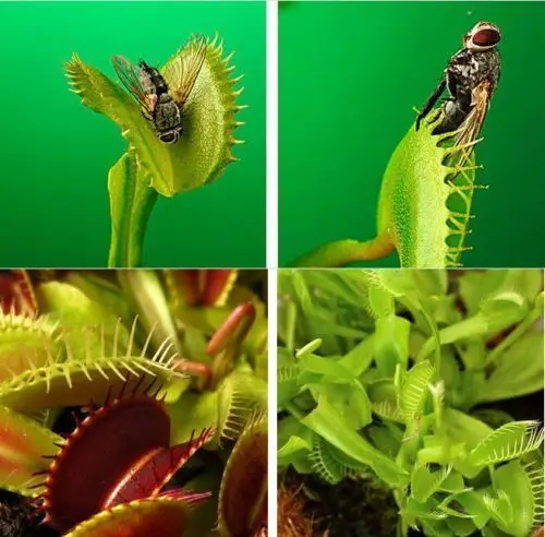 

100pcsVENUS FLY TRAP (Dionacea Muscipula) Tropical BUG Catcher