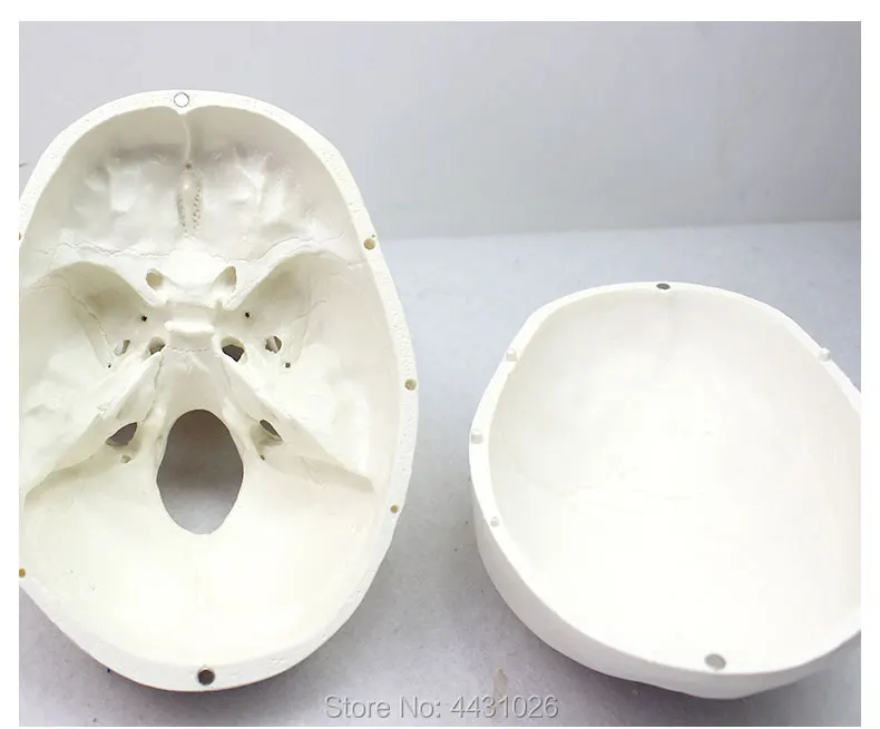 ENOVO Стандартный череп модель медицинского искусства головы кости черепа образца модели