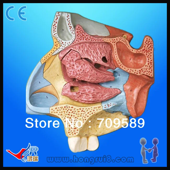 

ISO Advanced High Quality Median Sagittal Section of Nasal Cavity