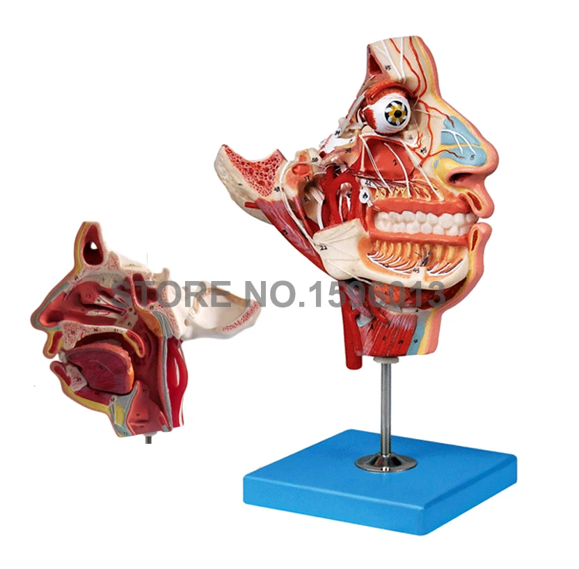 Two Sides Head and Face Anatomy Model, Muscles,Nerves and Vessels in Facial Skull Model Two Sides Head and Face Anatomy Model, Muscles,Nerves and Vessels in Facial Skull Model