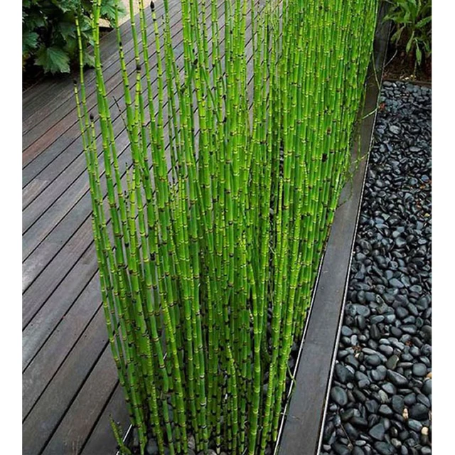 Zlking Can Be Grown Indoors Fresh Moso Bamboo Tree 60pcs Diy Home Zlking Can Be Grown Indoors Fresh Moso Bamboo Tree 60pcs Diy Home Garden