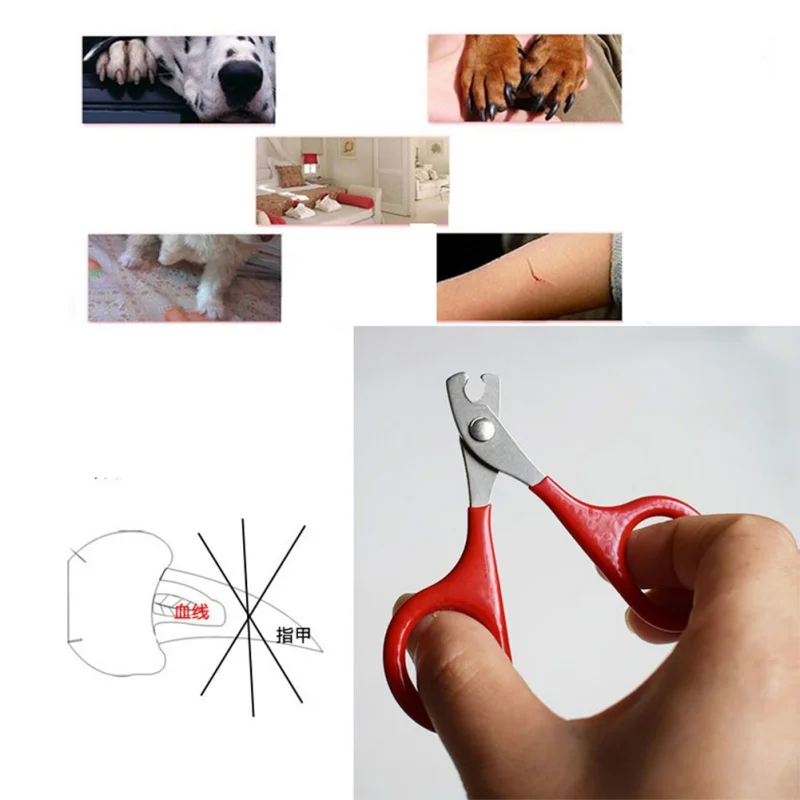 Pet Product Red Small Dogs With Pet Nail Scissors Cats Use Nail Clippers 8 cm Cat Grooming For Pets Pet Product Red Small Dogs With Pet Nail Scissors Cats Use Nail Clippers 8 cm Cat Grooming For Pets