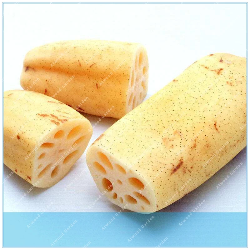 

ZLKING 5PCS Buy Root Lotus Vegetable Semente Water Plant Nelumbo Nucifera Vegetables Lotus