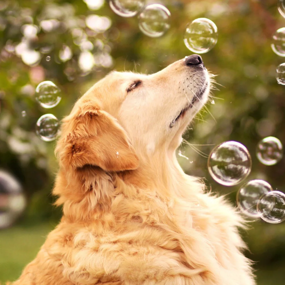 Новый 2016 Рукоделие DIY Алмаз Живопись Вышивка Крестом холст животных pet Золотой