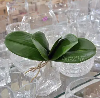 

Special offer flowers flowers ornament orchid Phalaenopsis leaf leaf simulation Clivia flower silk floral ornaments