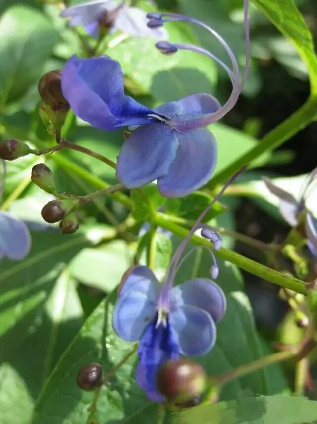 50 г высококачественный чай Clitoria Terna. Чай в горошек с голубыми бабочками. Сушеные вечерние цветы Clitoria kordofan