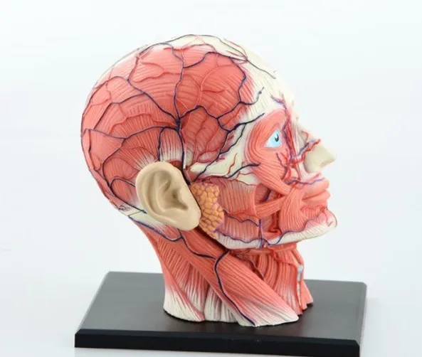 Kopen Dental lab Tandarts 4D Menselijk Hoofd Anatomie Medische schedel model skelet Ooit na hoge poppen