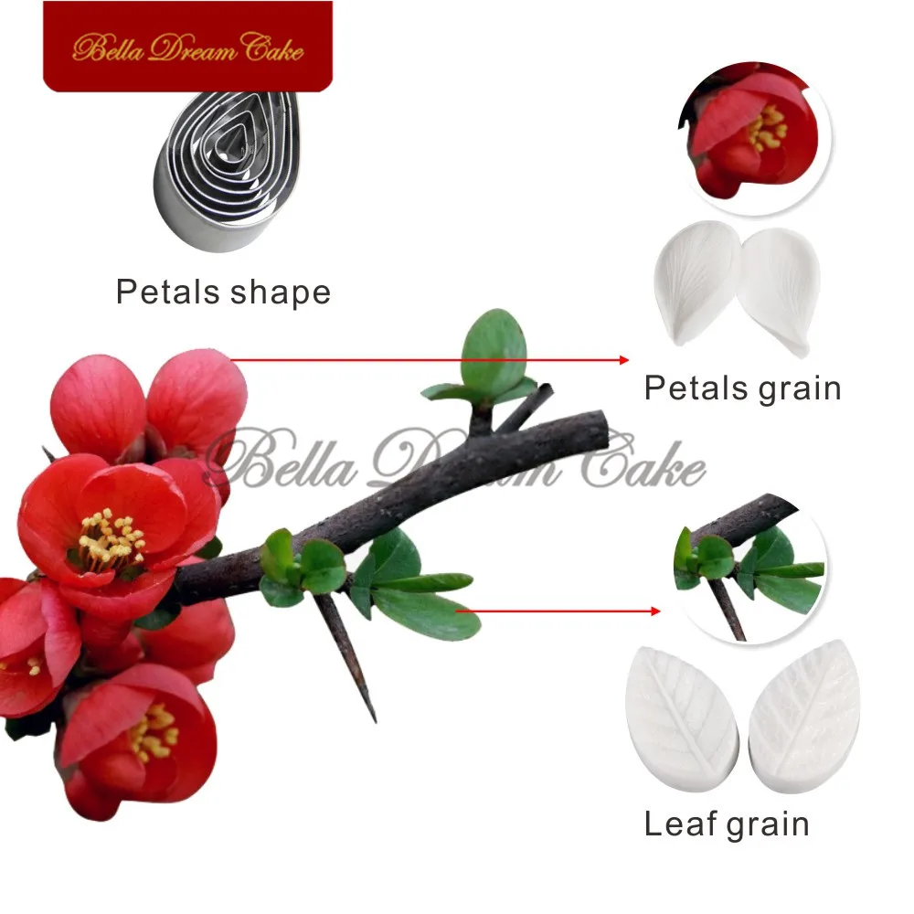 Plumeriabegonia-4