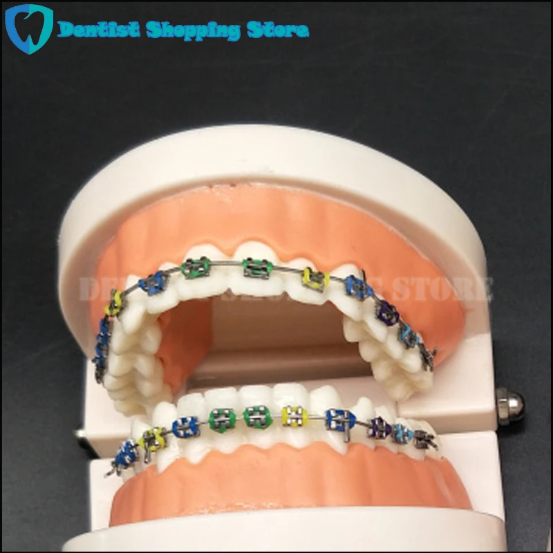 Ортодонтия модель для стоматолога зубные 1/2 Стандартный Dentition с половиной металлические скобы Половина керамической Кронштейн зубы модель