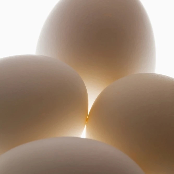 Close Up Of A Group Of Eggs; Calgary  Alberta  Canada Poster Print (12 x 19)