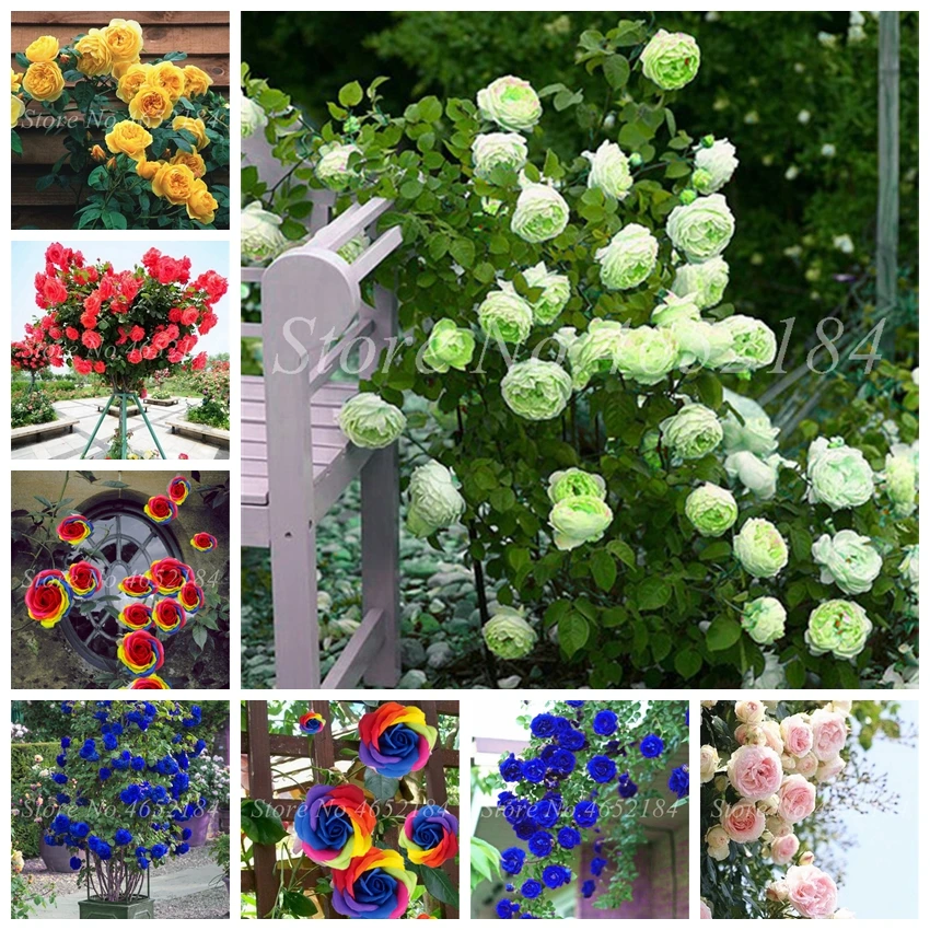

200 pcs/ bag Mix Color Climbing Rose Flower Plants Outdoor Polyantha Rosa Planta Beautiful Bonsai Ornament Plant for Home Garden