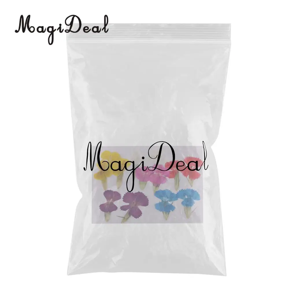 12Pcs Real Pressed Leaves Dried Flower Dianthus Flowers Embellishments DIY Materials Card Making Scrapbooking Art Crafts Jewelry