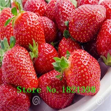 500 Seeds / Pack, Super Giant Strawberry Fruit Seed Apple Sized 100% True Variety NOT fake free shipping