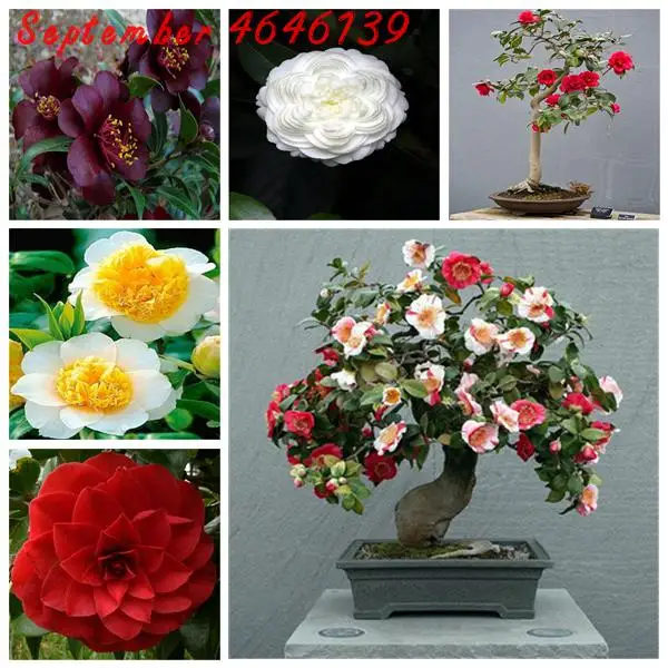

10 pcs Camellia Bonsai DIY Potted Plants Flower Bonsai Perennial Indoor Outdoor Bonsai Pot Plant For Home Garden Free shipping