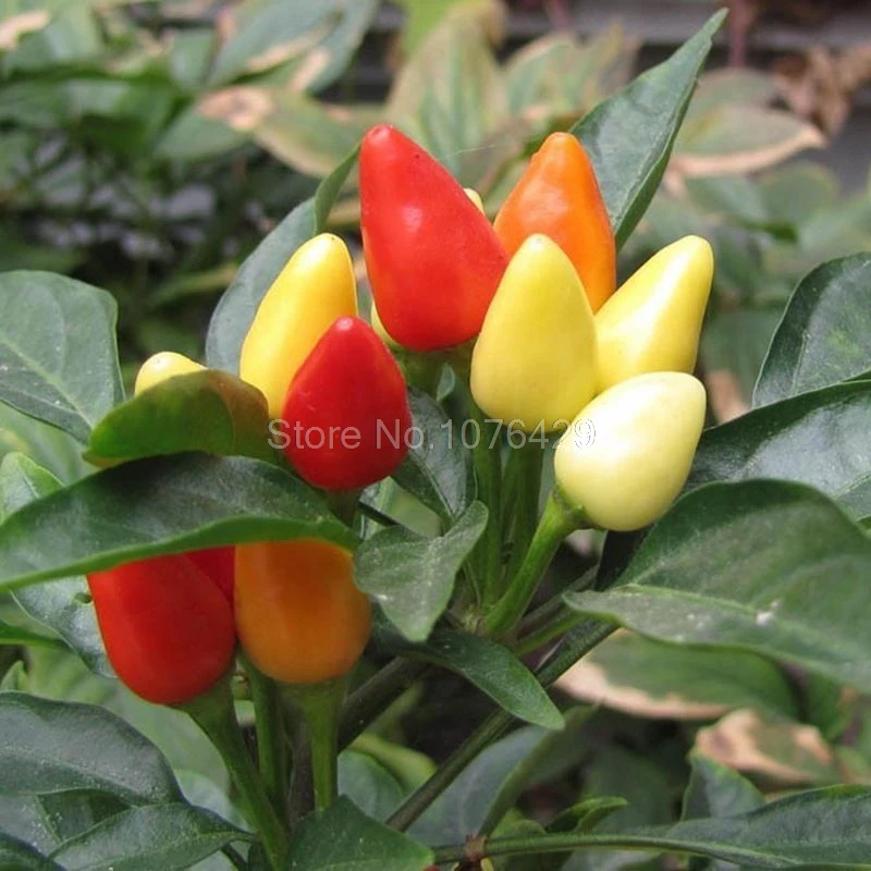 100 шт./пакет декоративные семена перца съедобные смешивания capsicum Овощной овощных