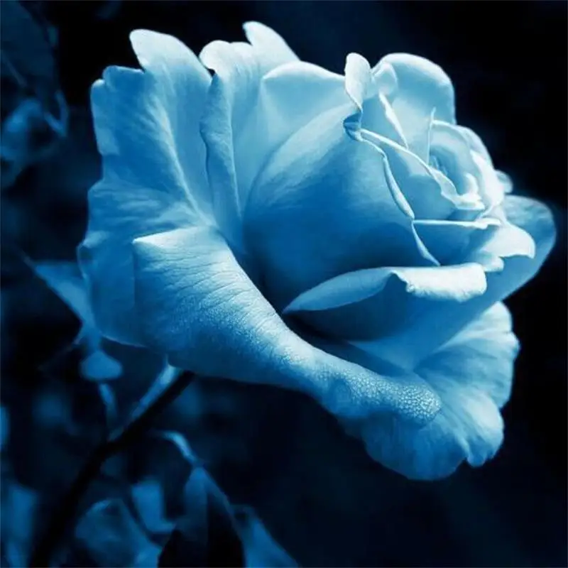 

Light Blue Rose Bonsai In Stock Garden Rare Seeds Plants 100 pcs Cheap