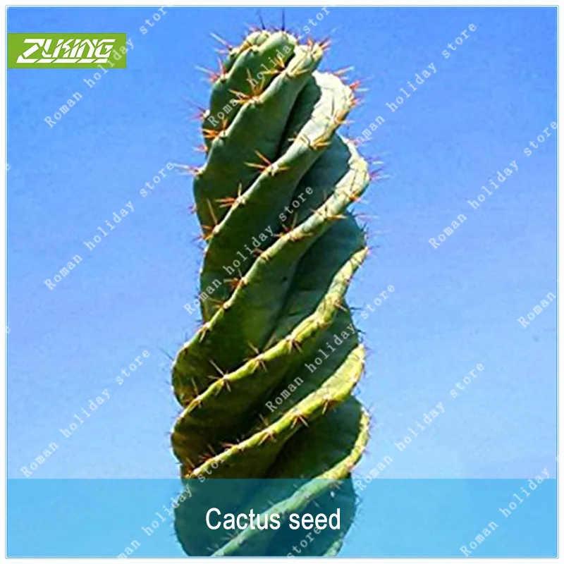 

Rare 10Pcs Cactus Rebutia Variety Flowering Color Cacti Rare Cactus Office Mini Plant Succulent