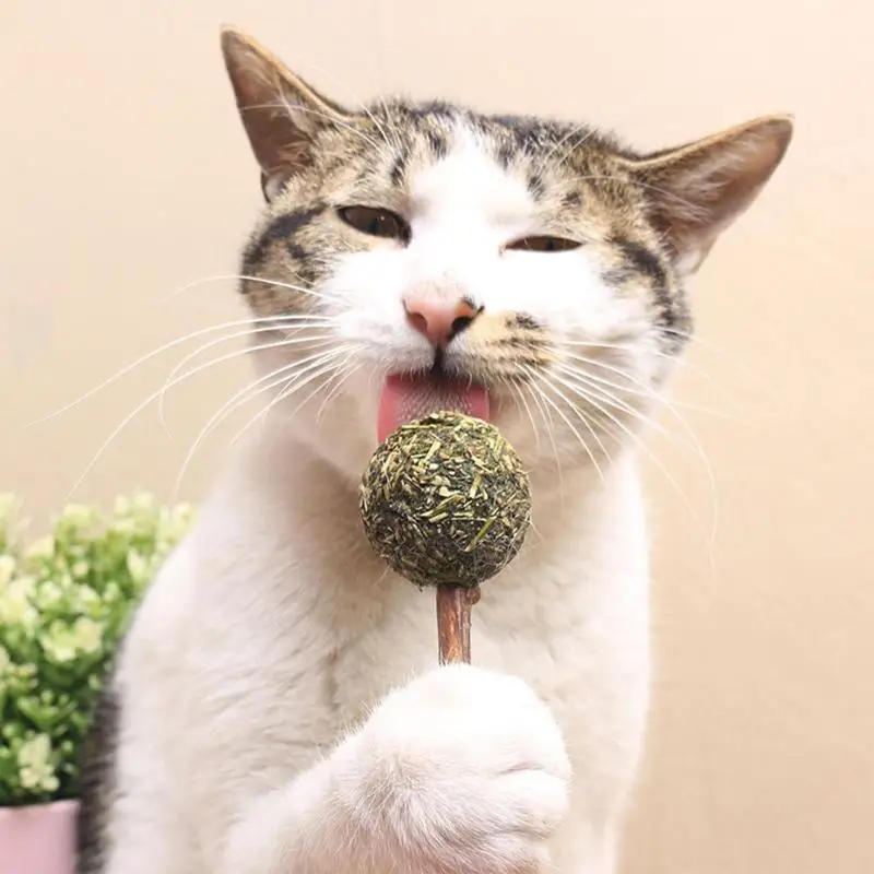 Pet Cat Catnip Candy Toy Teeth Cleaning Snack Natural Mint ...