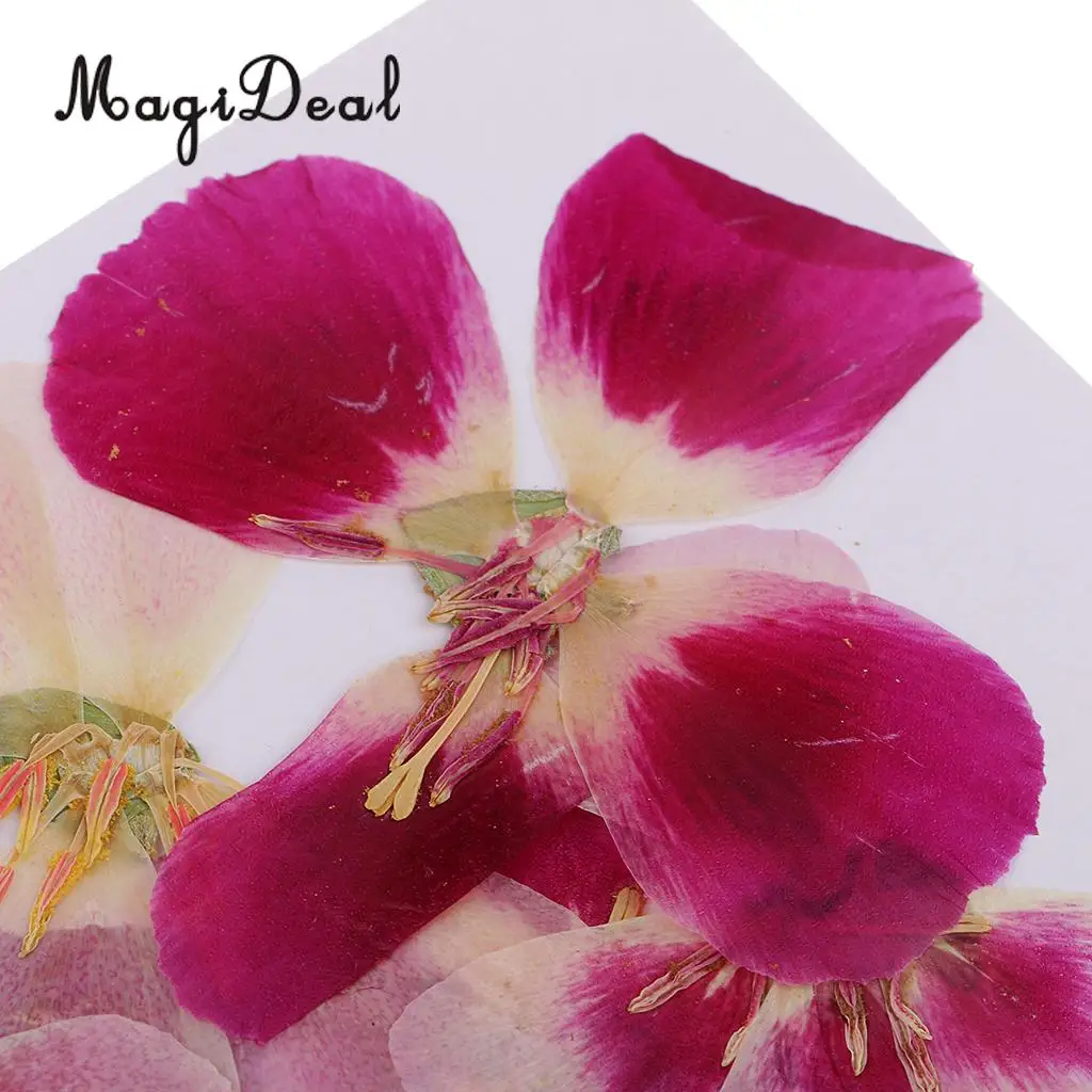 6x Natural Pressed Real Dried Flower Specimen for Jewelry Making Resin Casting DIY Craft Scrapbook Embellishment 4-7cm