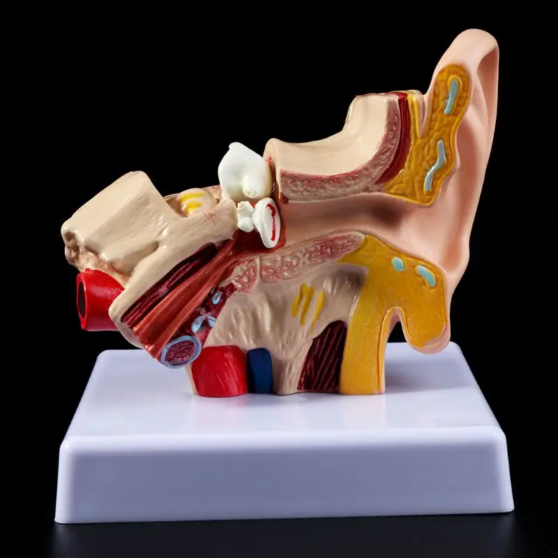 1,5 раз жизни размер человеческого уха анатомическая модель органического медицинского обучения