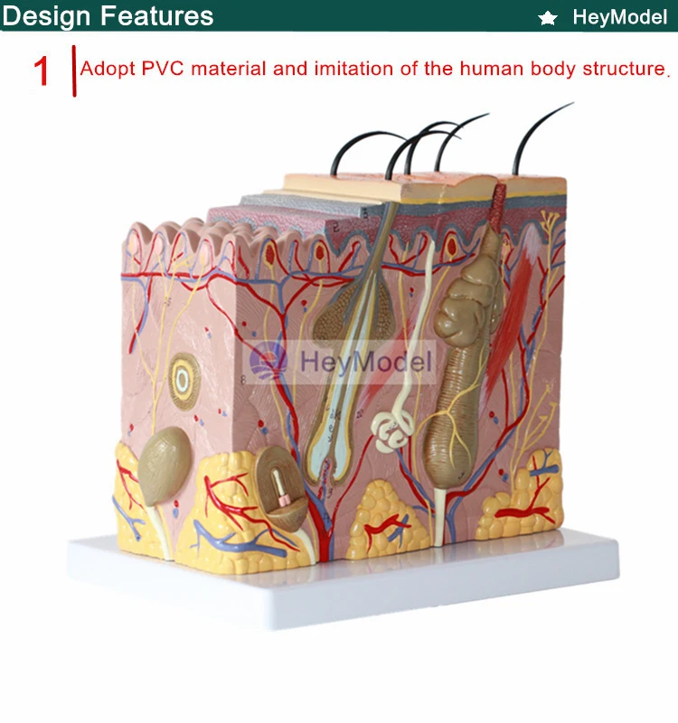 HeyModel медицинская человеческая кожа модель с секциями 35 раз увеличение