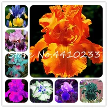 Bonsai 20 Pcs Iris Bearded Iris Bonsai Flower Popular Perennial Garden Flower, Gorgeous Cut Flower Home Garden Plants 24 Colors