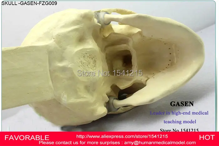 Учебная физика пластическая хирургическая ортопедическая хирургическая демонстрационная модель череп Неврология черепичная черепица модель GASEN-FZG009