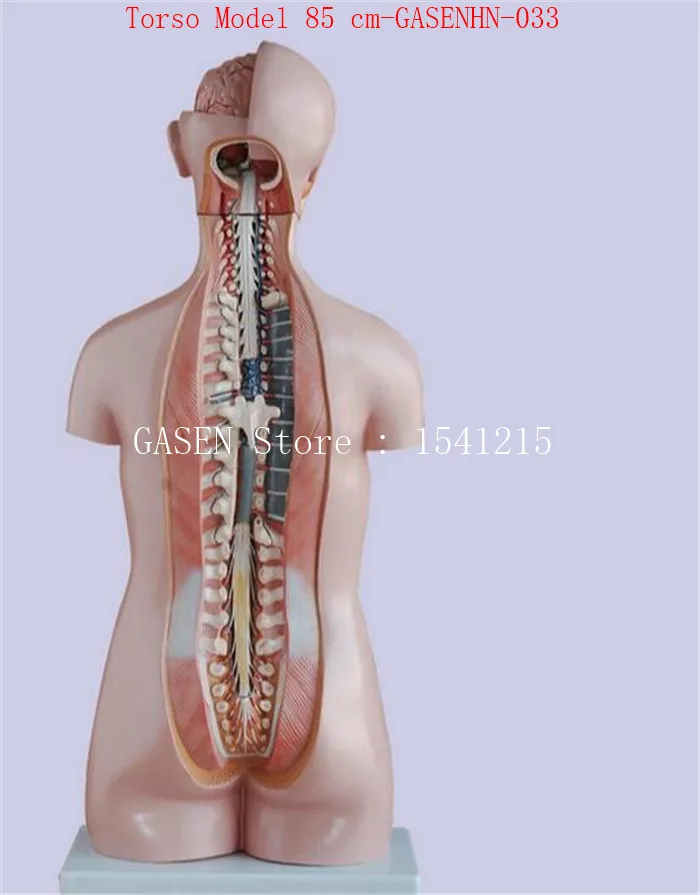 Висцерального Анатомия мужской женский анатомическая магистрали анатомия модель грудь живот Органы структура медицины торс модель 85