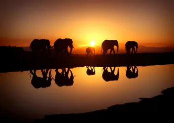 

African Sunset Elephants Poster, Nature Wildlife SILK POSTER Decorative painting 24x36inch