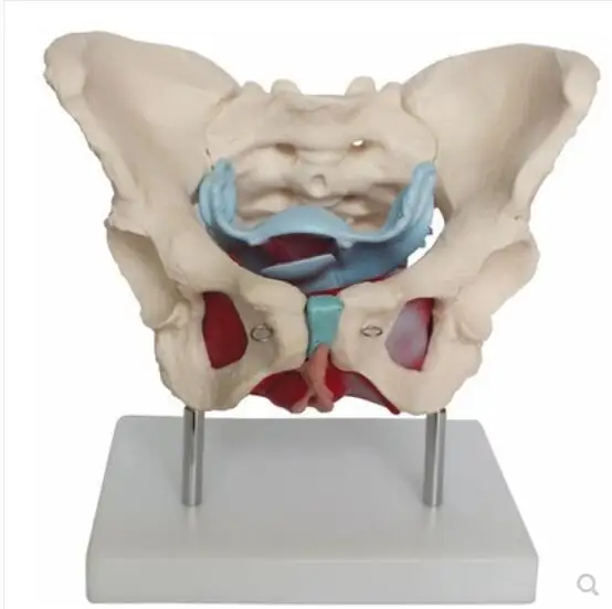 

Anatomy Female Pelvis Model With Genitals&Nervus Vascularis 38