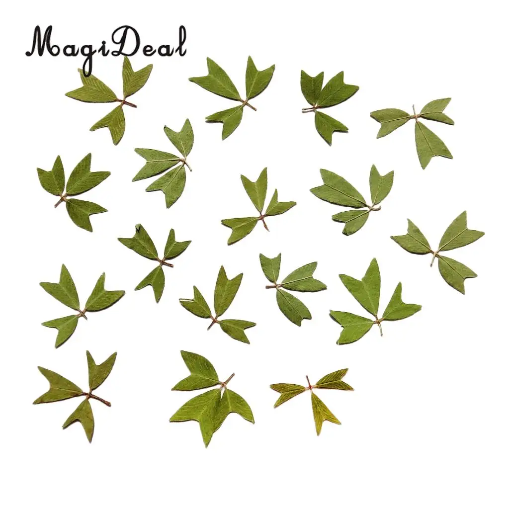 10x Pressed Real Dried Flower Dry Leaves for DIY Crafts Bookmark Card Making	