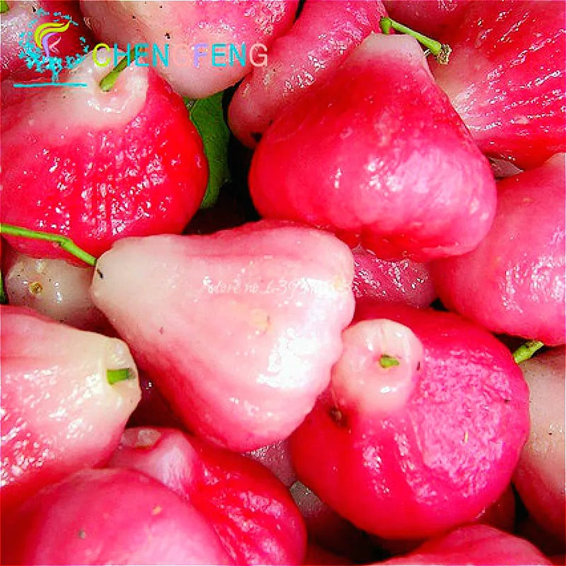 

30pcs/lot Wax Apple bonsai Delicious And Sweet Fruit bonsai Rare Diy Garden Plants Tree Bonsai bonsai Tohum Sementes Free Shippi