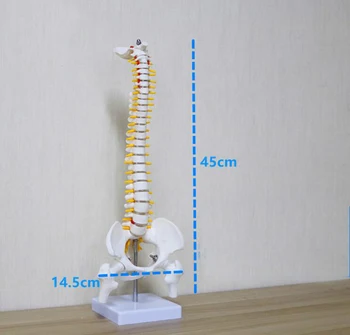 

40/45cm human spine skeleton lumbar /cervical vertebrae educational model