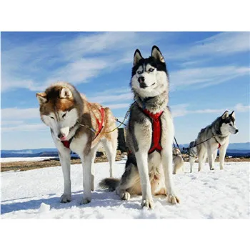 

YIKEE diamond painting home dog Square Diamond Embroidery Sale Diamond Art Mosaic Crystal Handicraft Wall y418