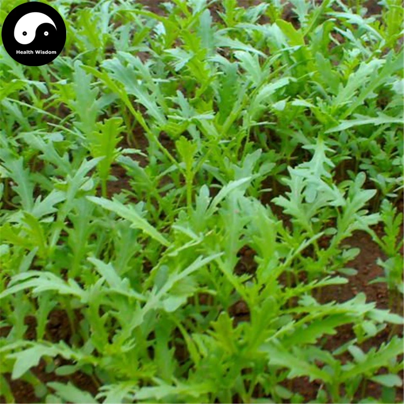 Buy Buy Crown Daisy Vegetables Semente 800pcs Plant