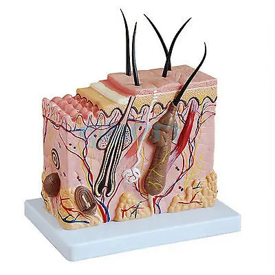 70X анатомическая модель блока кожи человека в натуральную величину медицинская Анатомия дерматологии