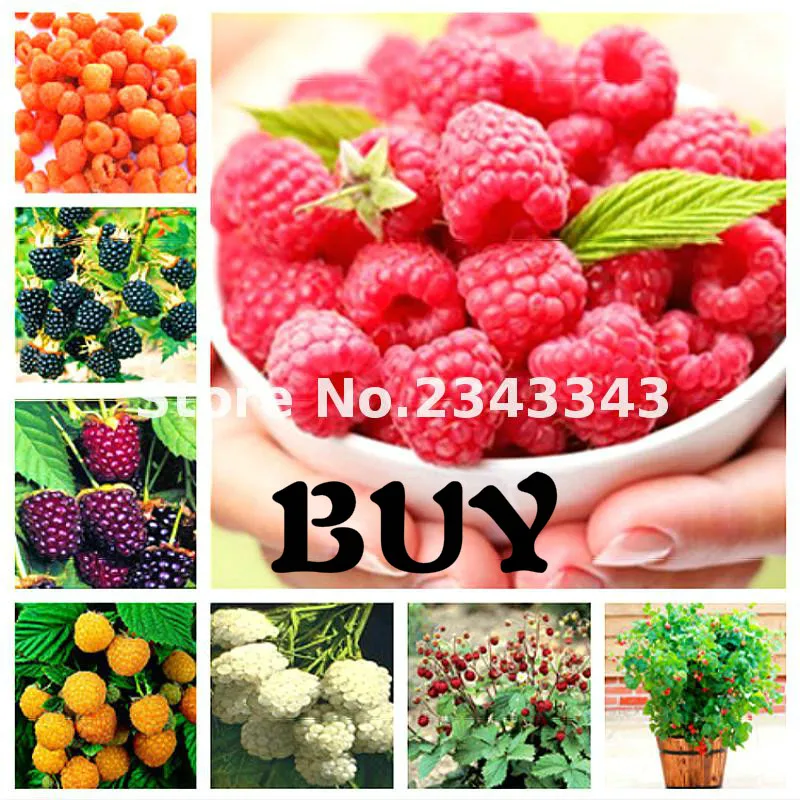 200pcs Raspberry Seeds Best Seeds Online Free Shipping Worldwide