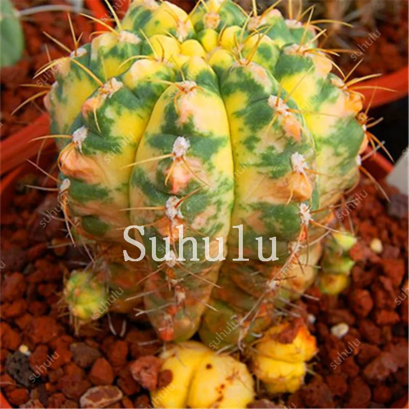 Mix Lithops Bonsai 200 Pcs Living Stones Succulent Cactus Organic Garden Bulk Bonsai Plant For Indoor Succulent 100% Natural