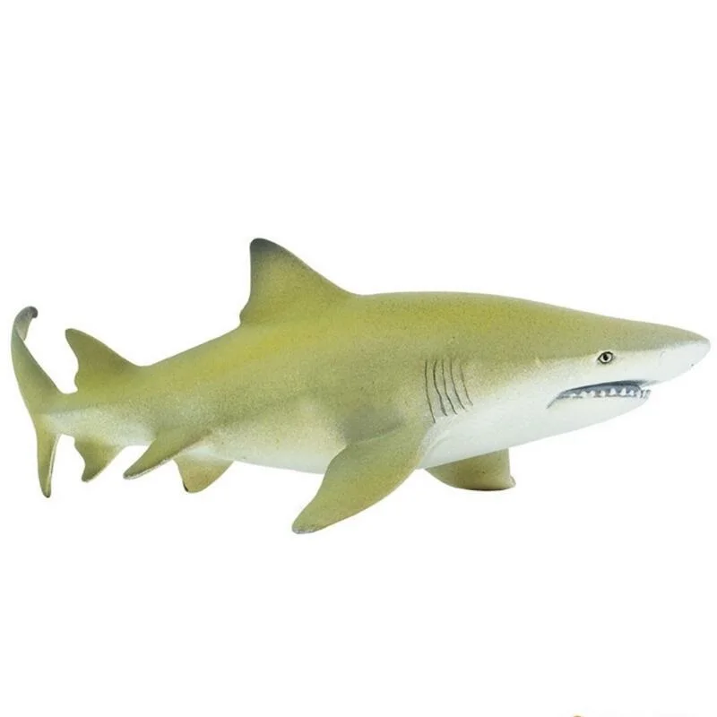

Negaprion queenslandicus Shark Jaw Classic Toys For Boys Children Birthday Gift Sea Life Animal Model 100097