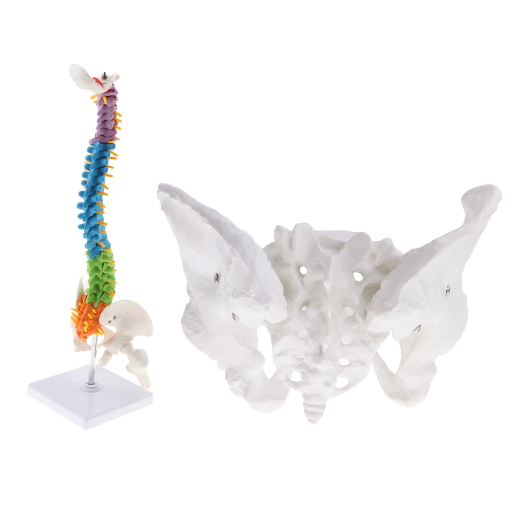 Female Pelvis Model & 45cm Anatomical Flexible Spine Model with Pelvis & Femur, Color Coded, Life Size Science Education
