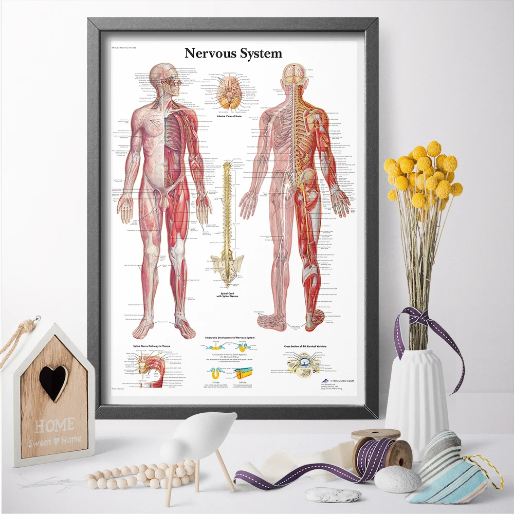 

Wall Art Canvas Painting Nervous System In Human Chart Medical Education Poster Print Home Decor No Frame Drop Shipping