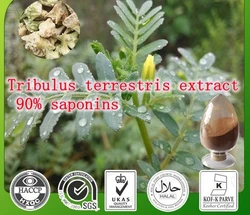 

300gram 100% natural Tribulus terrestris extract 90% saponins free shipping