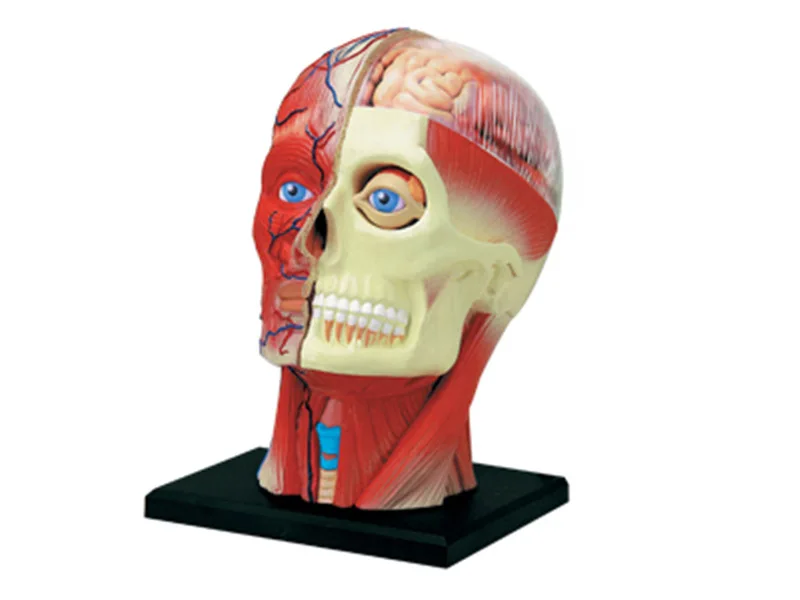 4D головы человека мышечного нерва органов сборка головоломки игрушки для медицинской учебной модельный манекен научно-анатомическая модель