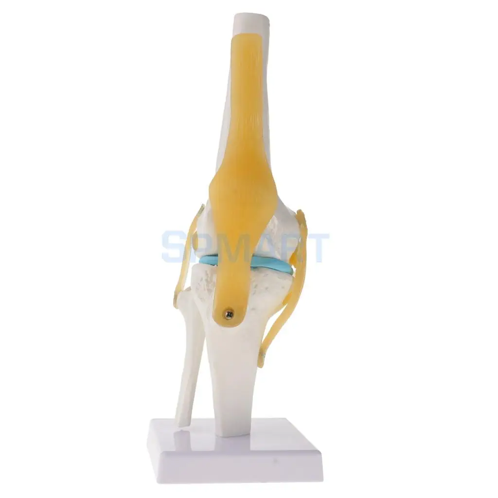 1:1 Human Knee Joint Skeleton +Human Foot & Ankle Joint Model School Teaching Display Lab Supplies Kits