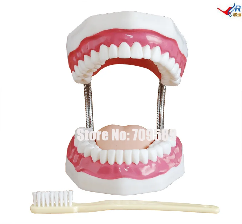 

Dental Care Model (32 Teeth)