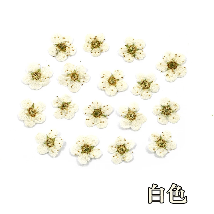 20 штук 0,5-0,9 см маленькие нарциссы Натуральные сушеные цветы прессованный гербарий цветок декоративные поделки стеклянный глобус наполнитель фурнитура - Цвет: 1