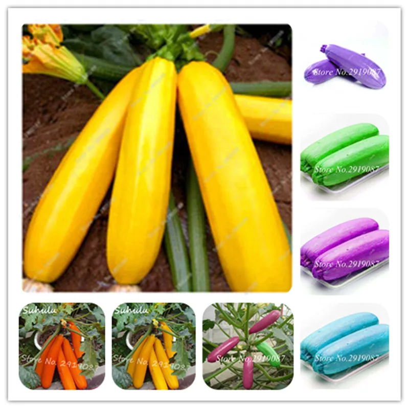 

Mix Zucchini Bonsai 30 Pcs Summer Squash Healthy Organic Heirloom Vegetable Bonsai Potted Plant For Home Garden