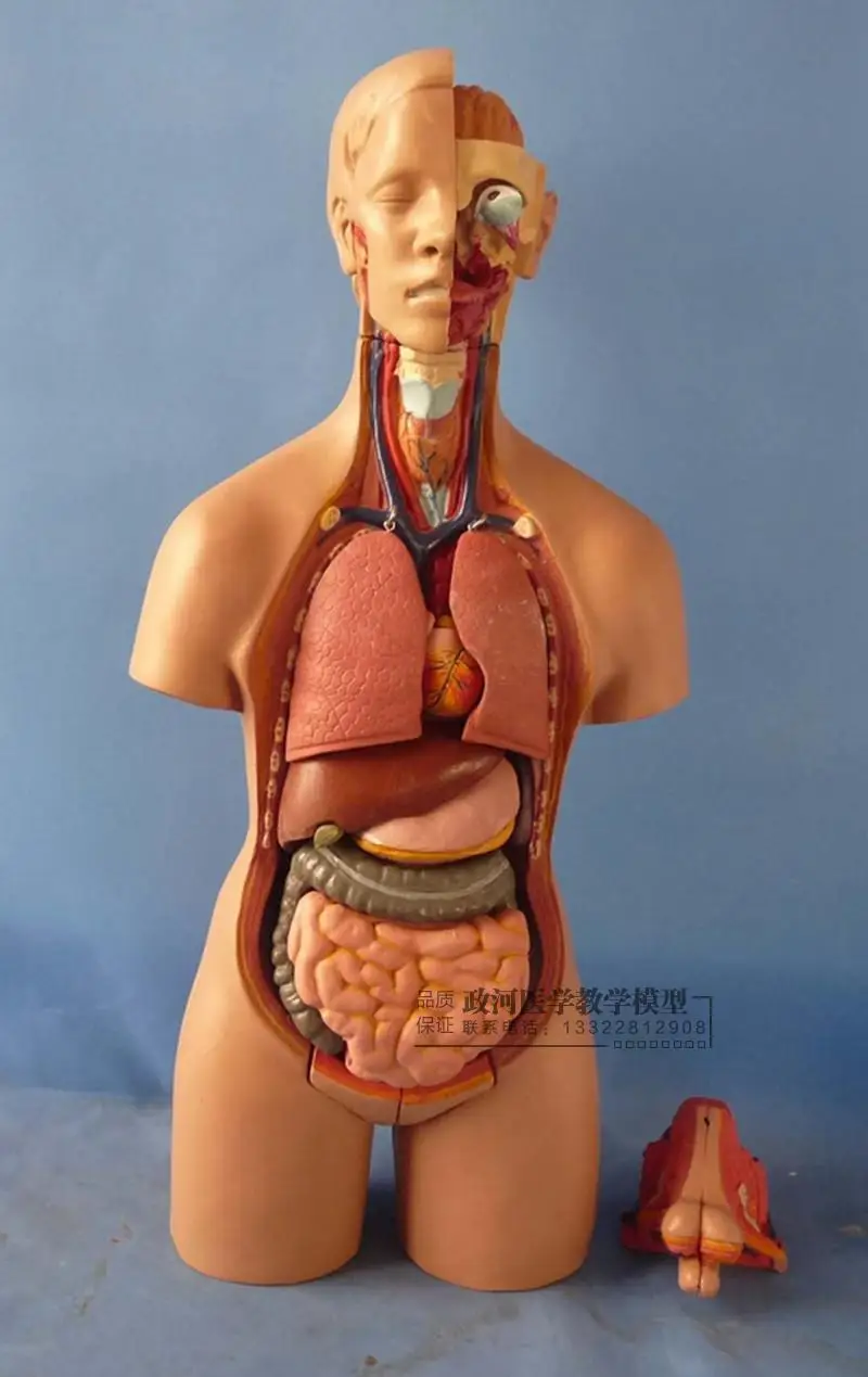 55 см гермафродизическая модель туловища отстегивающаяся 19 частей человеческая анатомическая модель багажника вискера