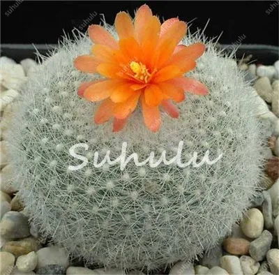 100 Pcs/Pack Loss Promotion ! Beautiful Cactus,Bonsai Flores Succulent Potted Plants Flower Plantas Diy Home Garden 100% Natural 100 Pcs/Pack Loss Promotion ! Beautiful Cactus,Bonsai Flores Succulent Potted Plants Flower Plantas Diy Home Garden 100% Natural