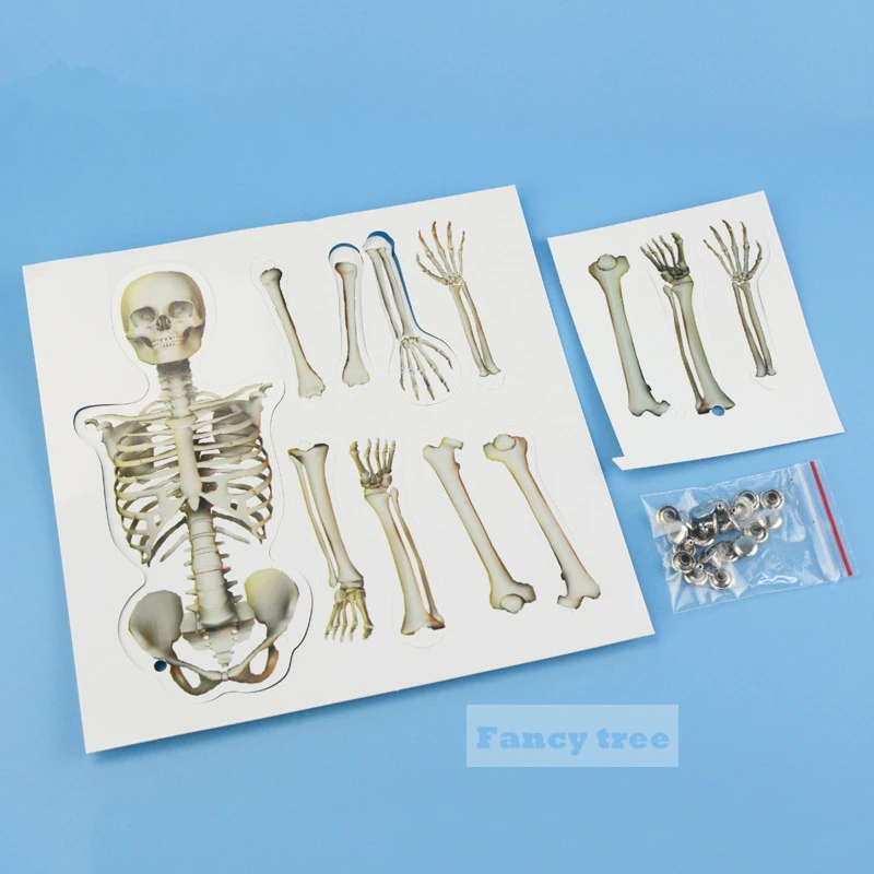 DIY кости человека модель подвижные бумажные соединения строительные наборы головоломки Обучающие инструменты танцы кости для детского образования